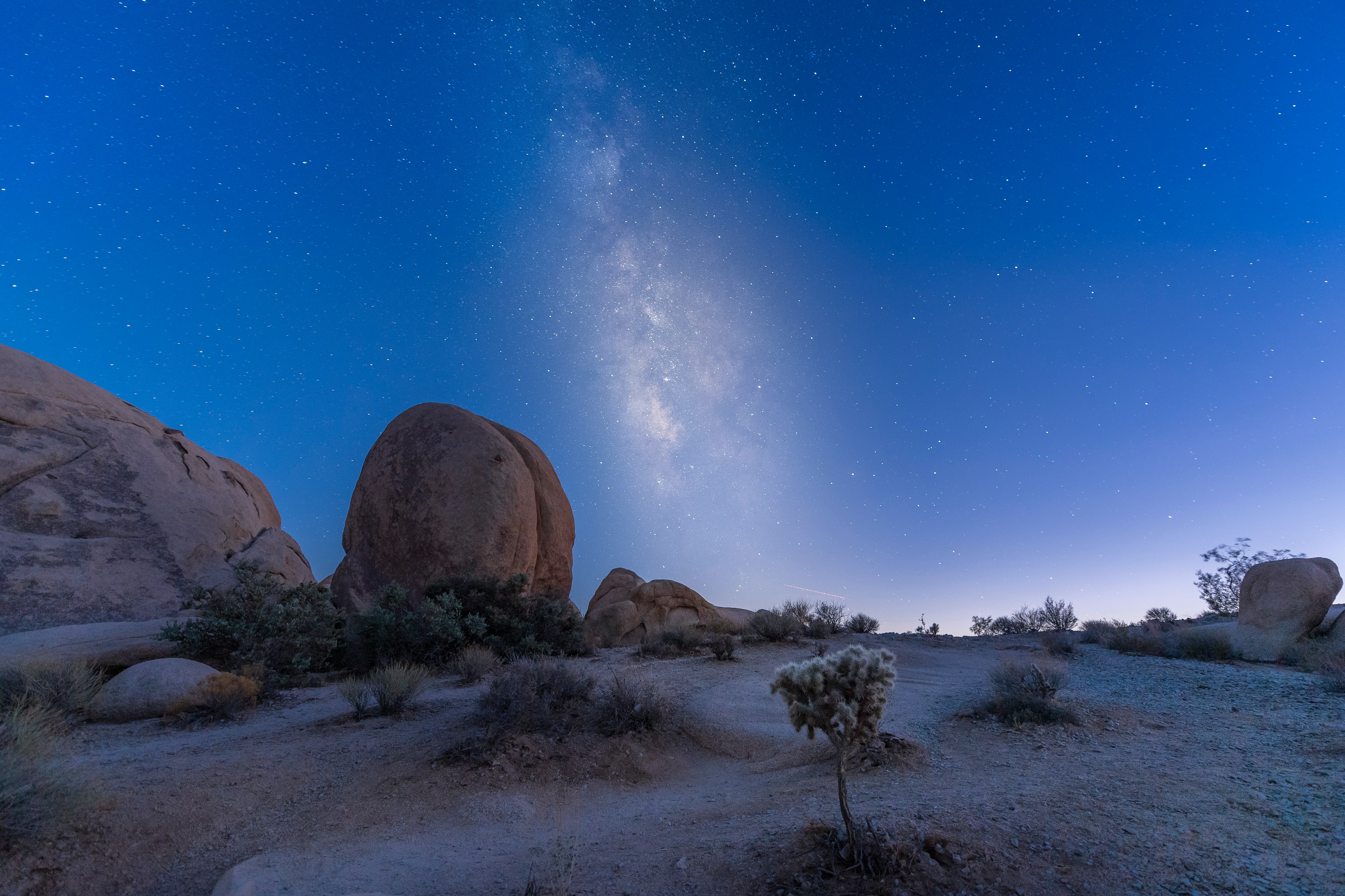 Joshua Tree